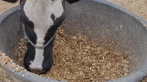 Eine Kuh Weidet Heu Einer Großen Zementierten Wanne — Stockvideo