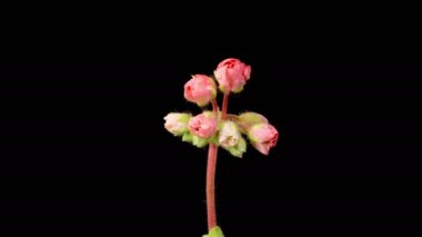 Pembe Geranium Pelargonium Çiçekleri. Kara Arkaplan 'da Pembe Geranium Pelargonium Çiçeği' nin Güzel Zaman Hızı. 4K.