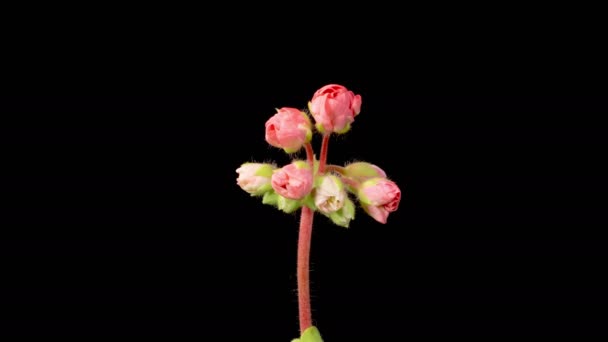 Rosa Geranio Pelargonium Blossoms Hermoso Lapso Tiempo Apertura Flor Pelargonio — Vídeo de stock
