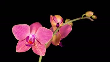 Orchid Blossoms. Blooming Red Orchid Phalaenopsis Flower on Black Background. Time Lapse. 4K.
