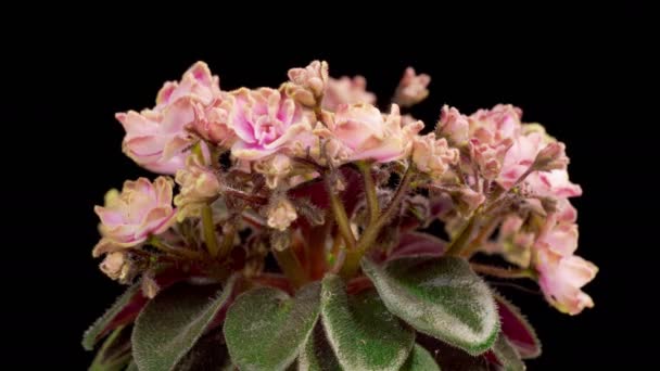Saintpaulia Blossoms Beautiful Time Lapse Growing Opening Pink Saintpaulia Africana — Vídeo de stock
