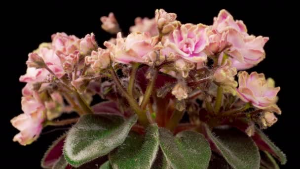 Saintpaulia Blossoms Beautiful Time Lapse Growing Opening Pink Saintpaulia Africana — Vídeos de Stock