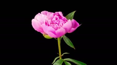 Peony Blossoms. Time Lapse of Opening Beautiful Pink Peony Flowers on Black Background. 4K.