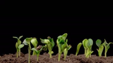 Beautiful Time Lapse of Growth Pumpkin Plants Against a Black Background. 4K.