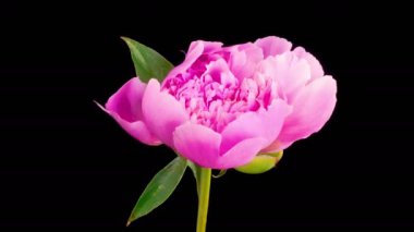 Peony Blossoms. Time Lapse of Opening Beautiful Pink Peony Flowers on Black Background. 4K.