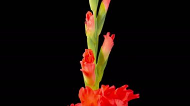 Red Gladiolus Blossoms. Beautiful Time lapse of Opening Red Gladiolus Flower on Black Background. 4K.
