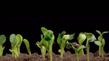 Beautiful Time Lapse of Growth Pumpkin Plants Against a Black Background. 4K.