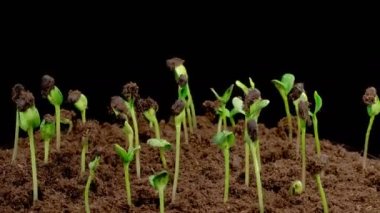 Beautiful Time Lapse of Growth Sunflowers Plants Against a Black Background. 4K.