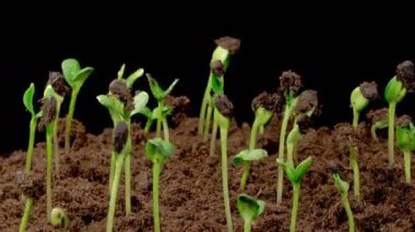 Beautiful Time Lapse of Growth Sunflowers Plants Against a Black Background. 4K.
