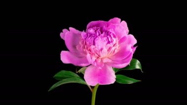 Peony Blossoms. Time Lapse of Opening Beautiful Pink Peony Flowers on Black Background. 4K.