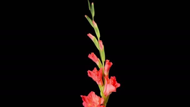 Red Gladiolus Blossoms Beautiful Time Lapse Opening Red Gladiolus Flower — Stockvideo