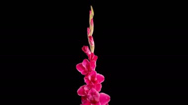 Red Gladiolus Blossoms. Beautiful Time lapse of Opening Red Gladiolus Flower on Black Background. 4K.