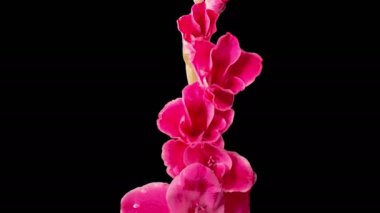 Red Gladiolus Blossoms. Beautiful Time lapse of Opening Red Gladiolus Flower on Black Background. 4K.