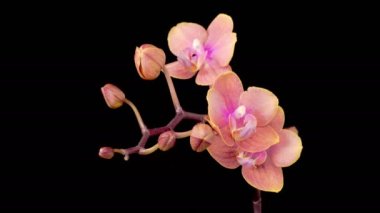 Blooming Peach Orchid Phalaenopsis Flower on Black Background. Time Lapse. 4K.