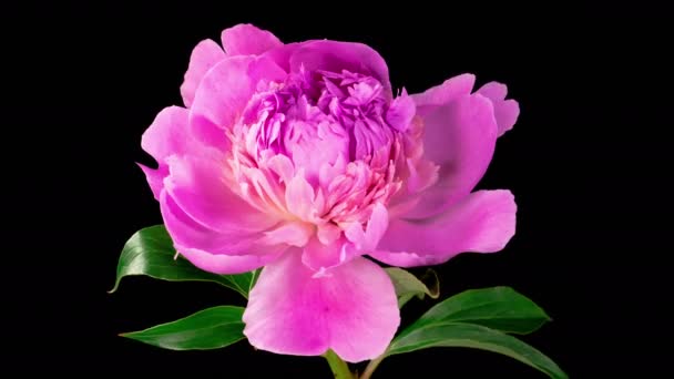 牡丹の花 時間の経過黒の背景に美しいピンク牡丹の花を開きます — ストック動画