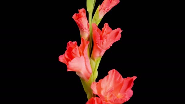 Red Gladiolus Blossoms Beautiful Time Lapse Opening Red Gladiolus Flower — Stockvideo