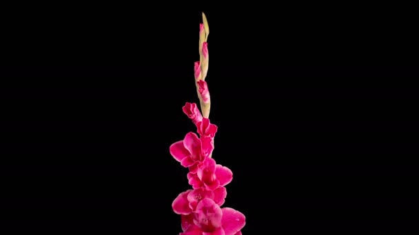 Red Gladiolus Blossoms Beautiful Time Lapse Opening Red Gladiolus Flower — Wideo stockowe