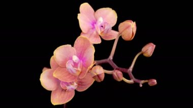 Blooming Peach Orchid Phalaenopsis Flower on Black Background. Time Lapse. 4K.