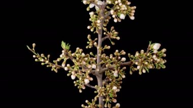 Cherry Blossom. White Flowers Blossoms on the Branches Cherry Tree. Dark Background. Time Lapse. 4K.