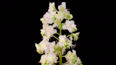 Kestane çiçekleri. Kestane ağacının dallarında açan güzel beyaz çiçekler. Karanlık Arkaplan. Zaman ayarlı. 4K.