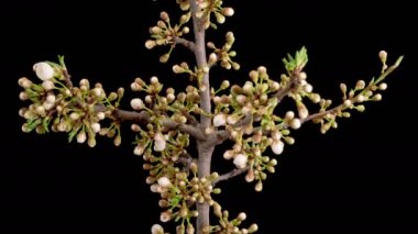 Kiraz çiçeği. Beyaz Çiçekler Kiraz Ağacı 'nda çiçek açıyor. Karanlık Arkaplan. Zaman aşımı. 4K.