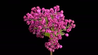 Kara Arkaplanda Eflatun Mor Çiçeği Açmanın Güzel Zaman Geçidi. Zaman aşımı. 4K.