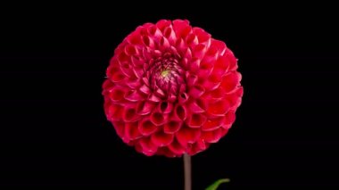 Dahlia Blossoms. Time Lapse of Opening Beautiful Red Dahlia Flower on Black Background. 4K.