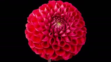 Dahlia Çiçekleri. Kara Arkaplan 'da Güzel Kırmızı Dahlia Çiçeği' nin Açılışının Zaman Hızı. 4K.
