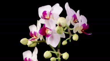 Orkide çiçekleri var. Çiçekli Beyaz Orkide Siyah Arkaplanda Phalaenopsis Çiçeği. Zaman aşımı. Kırmızı Dudak Orkidesi. 4K.