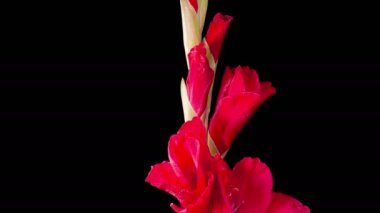 Red Gladiolus Blossoms. Beautiful Time lapse of Opening Red Gladiolus Flower on Black Background. 4K.