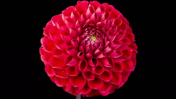 Dahlia Blossoms Time Lapse Opening Beautiful Red Dahlia Flower Black — Stok video
