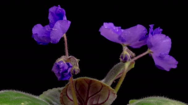 Saintpaulia Fleurit Belle Laps Temps Croissance Ouverture Violette Violette Africaine — Video