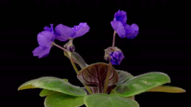 Saintpaulia Blossoms Beautiful Time Lapse Growing Opening Viola Saintpaulia Viola — Video Stock
