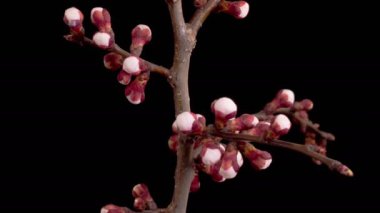 Kayısı ağacının dallarında beyaz çiçekler açarlar. Karanlık Arkaplan. Zaman ayarlı. 4K.