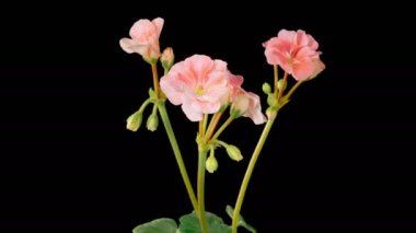 Pink Geranium Pelargonium Blossoms. Beautiful Time Lapse of Opening Pink Geranium Pelargonium Flower on Black Background. 4K.