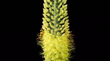 Eremurus Blossoms. Blooming Yellow Eremurus Flower on Black Background. Time Lapse. 4K.