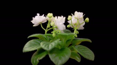 Saintpaulia Blossoms. Beautiful Time Lapse of Growing and Opening White Saintpaulia African Violet on black background. 4K. 