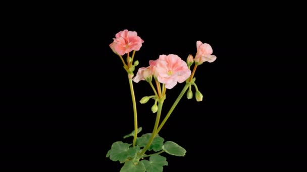 Pink Geranium Pelargonium Blossoms Beautiful Time Lapse Opening Pink Geranium — Vídeos de Stock