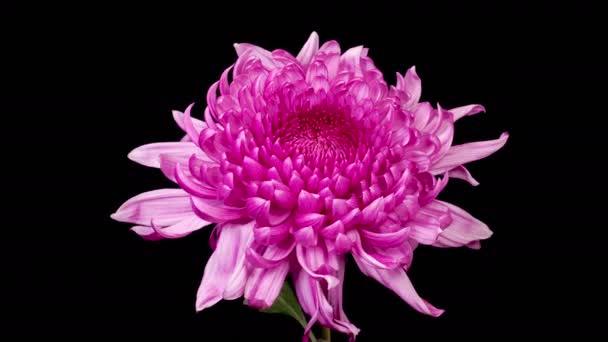 Purple Chrysanthemum Flower Blossoms Time Lapse Beautiful Purple Chrysanthemum Flower — Vídeo de stock
