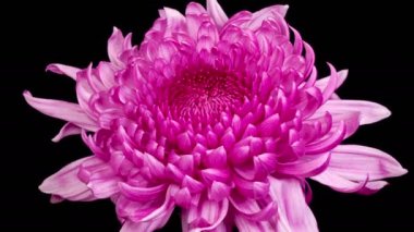 Purple Chrysanthemum Flower Blossoms. Time Lapse of Beautiful Purple Chrysanthemum Flower Opening Against a Black Background. 4K.