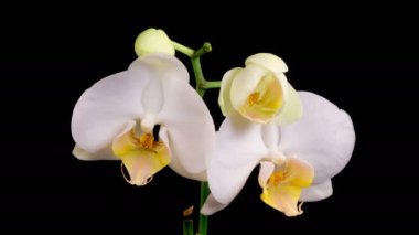 Orkide çiçekleri var. Çiçekli Beyaz Orkide Siyah Arkaplanda Phalaenopsis Çiçeği. Zaman aşımı. 4K.