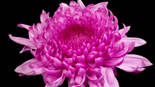Flores Flor Crisântemo Roxo Time Lapse Beautiful Purple Chrysanthemum Flor — Vídeo de Stock