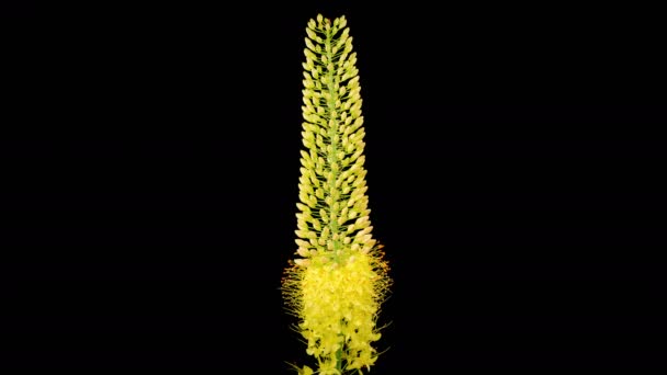 Eremurus Blossoms Blooming Yellow Eremurus Flower Black Background Time Lapse — Stok video