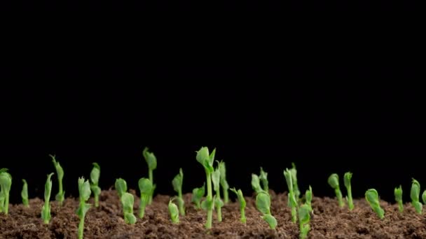 Όμορφη Χρονική Συνήθεια Της Ανάπτυξης Των Πράσινων Φασολιών Φασολιών Φυτά — Αρχείο Βίντεο