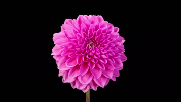 Dahlia Blossoms Time Lapse Opening Beautiful Pink Dahlia Flower Black — 비디오