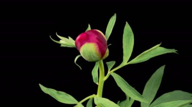 Şakayık çiçekleri. Kara Arkaplanda Güzel Kırmızı Şakayık Çiçekleri Açma Zamanı. 4K.