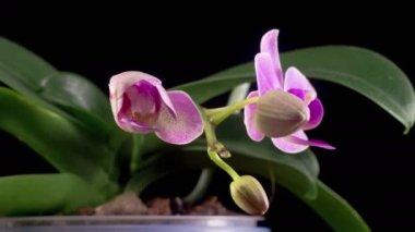 Orchid Blossoms. Blooming Pink Orchid Phalaenopsis Flower on Black Background. Time Lapse. 4K.