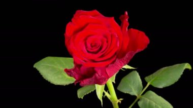 Rose Withering. Beautiful Time Lapse of Withering Red Rose Flowers on Black Background. 4K.