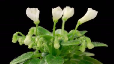 Saintpaulia Blossoms. Beautiful Time Lapse of Growing and Opening White Saintpaulia African Violet on black background. 4K.