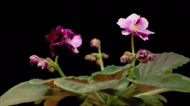 Saintpaulia Blossoms. Beautiful Time Lapse of Growing and Opening Magenta Saintpaulia African Violet on Black Background. 4K. 